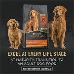 Purina Pro Plan (3810002773) Wet Dog Food, Focus, Puppy Chicken & Rice Entree Classic, 13-Ounce Can, Pack of 12 - Image 4